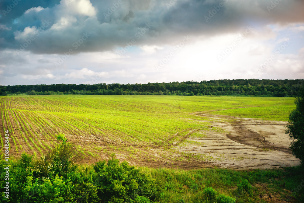 Fototapeta premium Green field of spring grass and forest