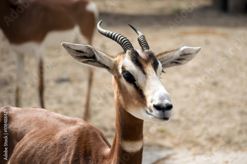 Tableau sur toile Portrait of a dama gazelle
