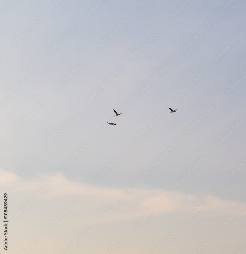Cranes flying on blue sky background Cranes flying on blue sky background