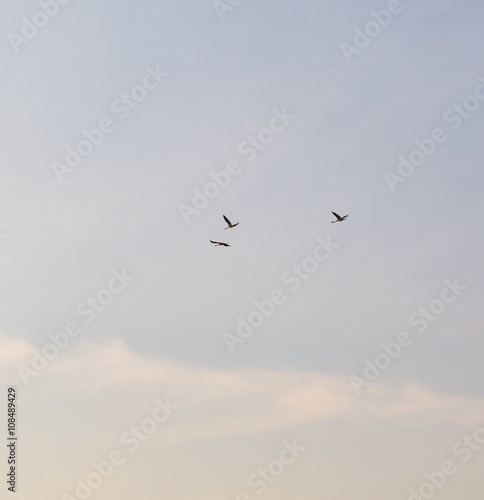 Cranes flying on blue sky background