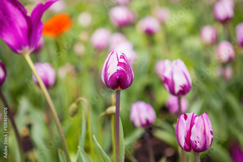 Spring flowers tulips in the garden