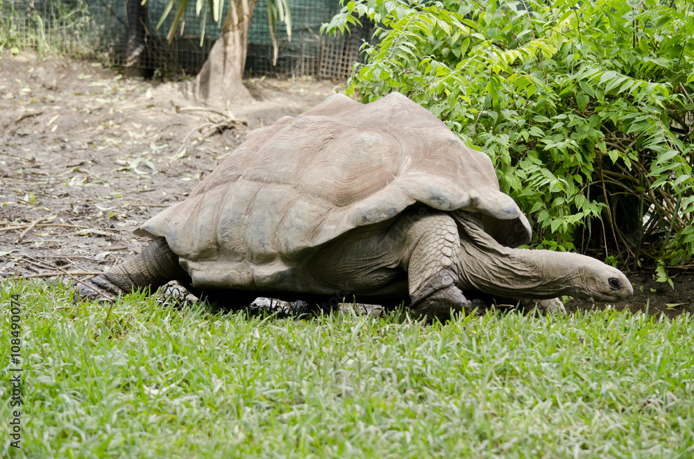 Fototapeta premium giant tortoise