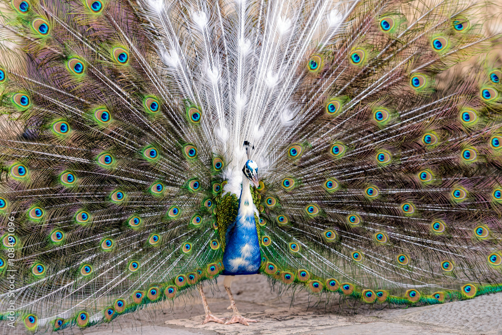 Obraz premium peacock