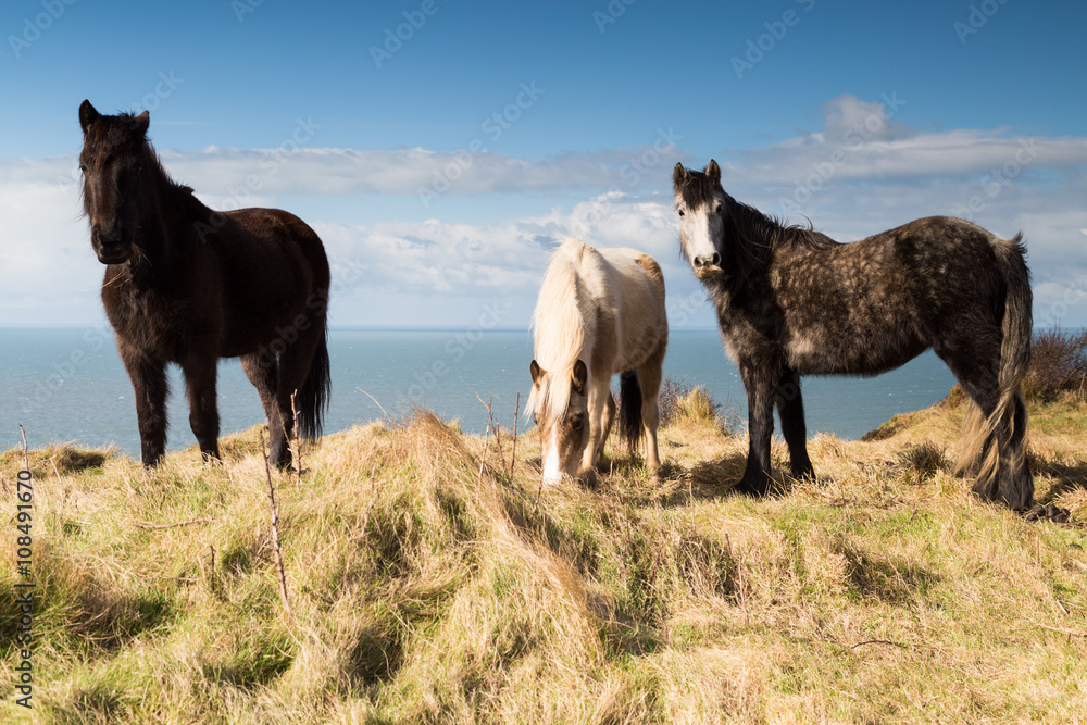 Obraz premium Horses on the coast path near the sea in cornwall england uk
