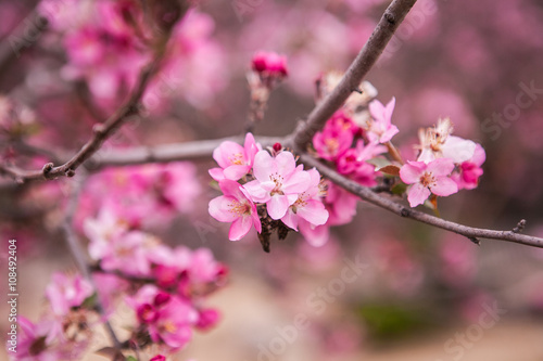 floral spring background branch © milazvereva