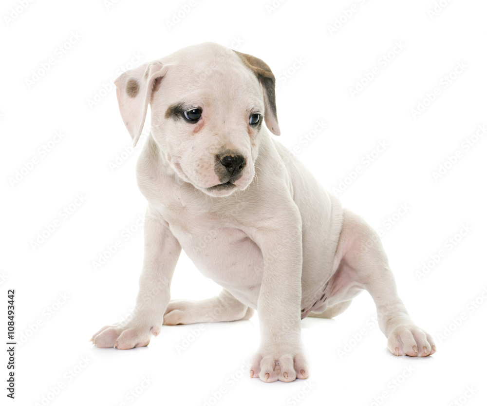 puppy american bulldog