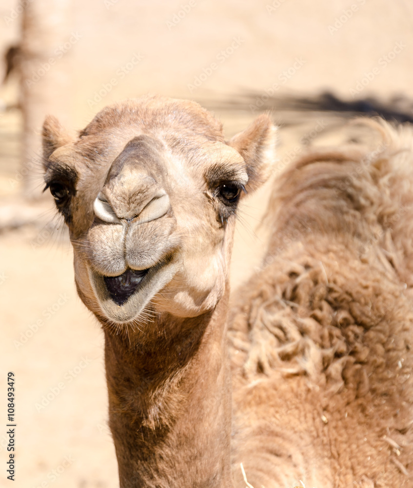 Obraz premium Head of a dromedary