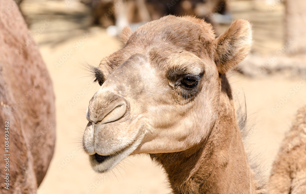 Obraz premium Head of a dromedary