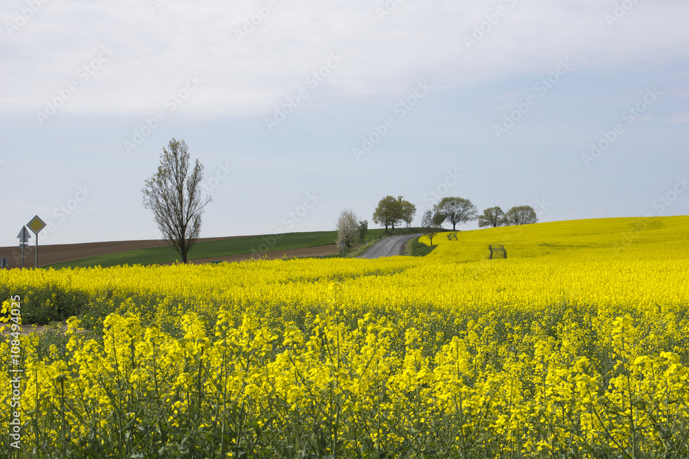 View of a beautiful field of bright yellow canola or rapeseed and a road  in Hungary