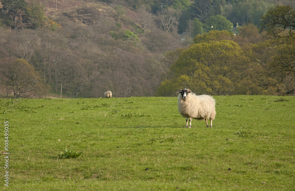 Obraz premium Sheep in the field