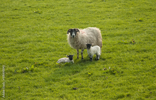 Sheep in the field