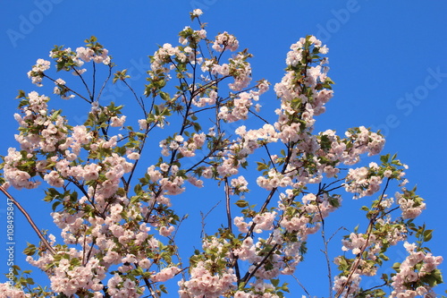 八重桜