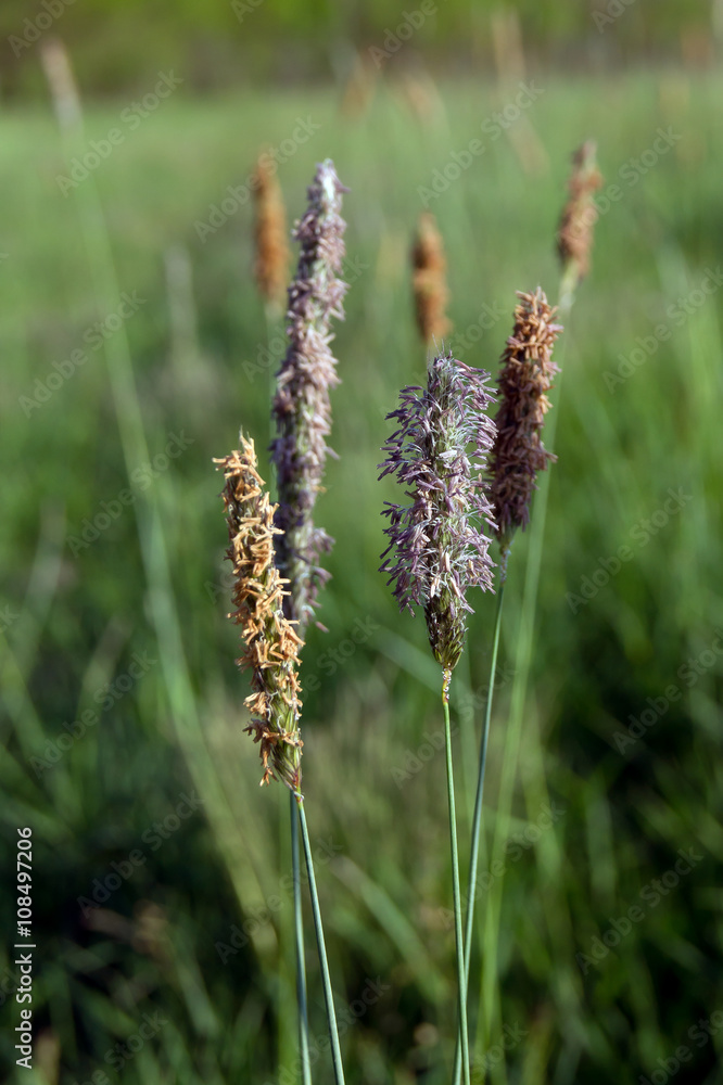 Timothy grass (Phleum pratensis)