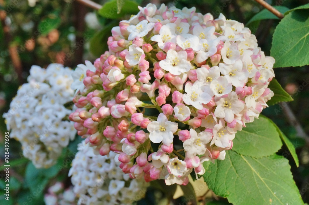 White and pink flower balls of fragrant viburnum in bloom White and pink flower balls of fragrant viburnum in bloom