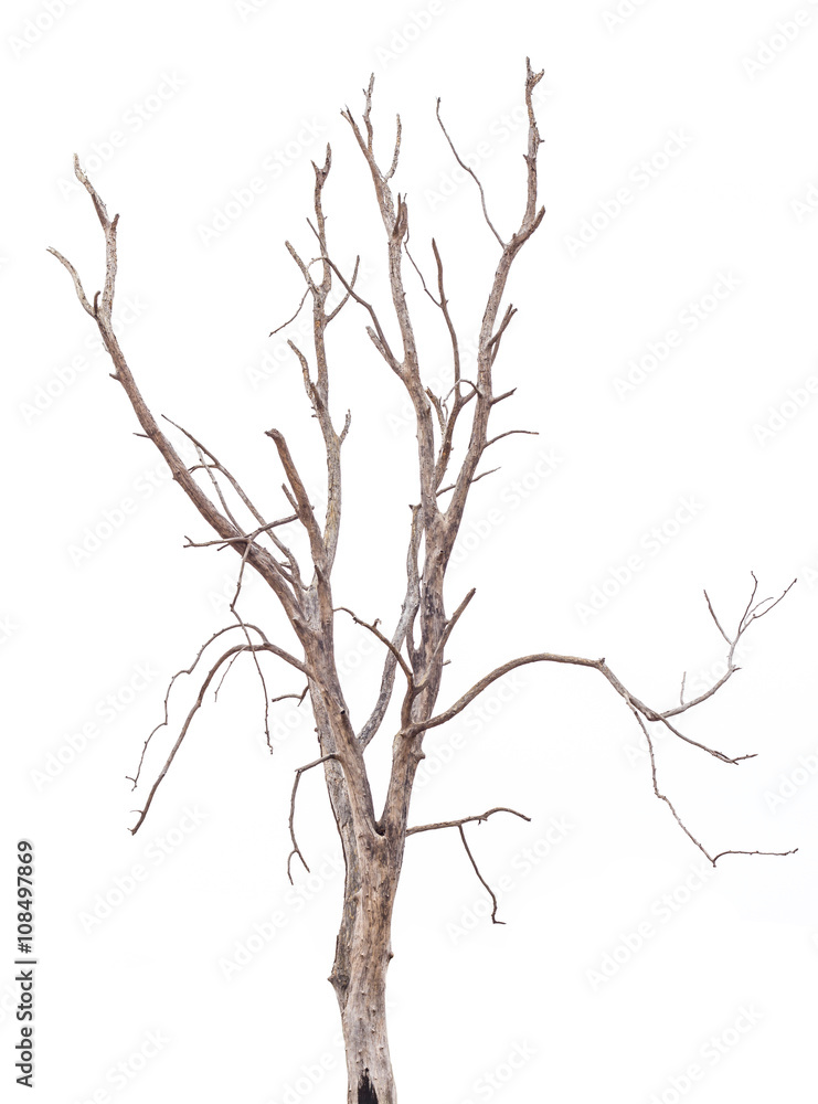 Obraz premium Isolate tree dies.