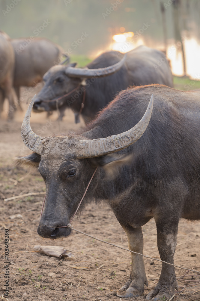 Fototapeta premium Pets Of Farmwr