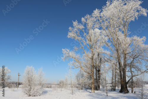 Trees in cold winter day and snow © keleny
