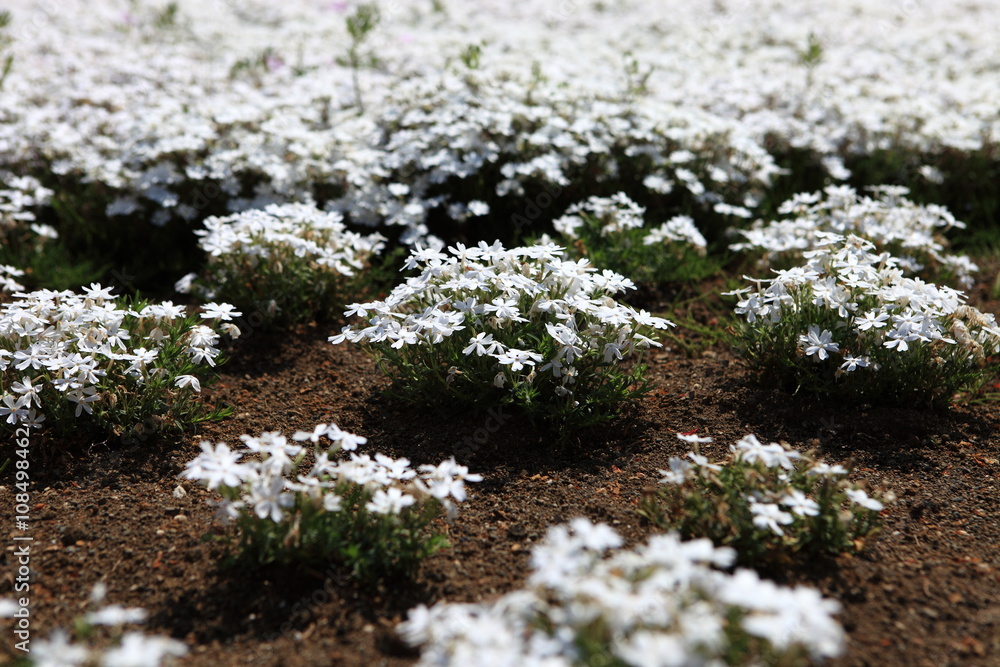 芝桜(秩父) 芝桜(秩父)