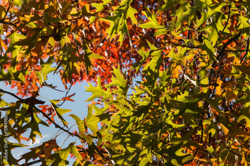 ornamental oak tree leaves against sky