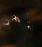 Spider in nature