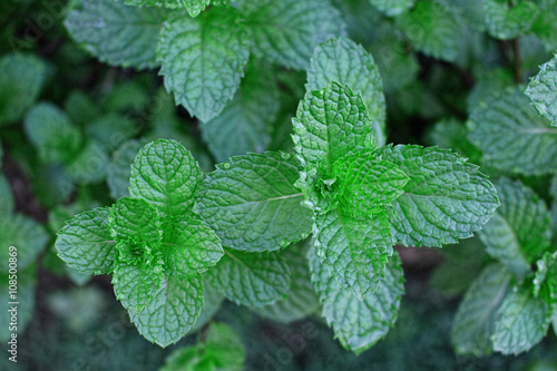 Mint