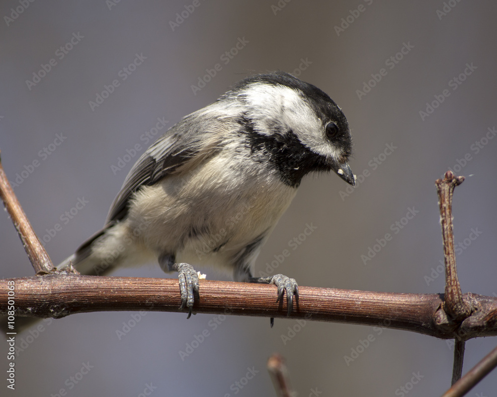 Fototapeta premium Black- Capped Chickadee Perched