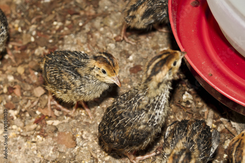 Quails