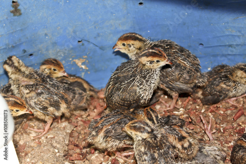 Quails