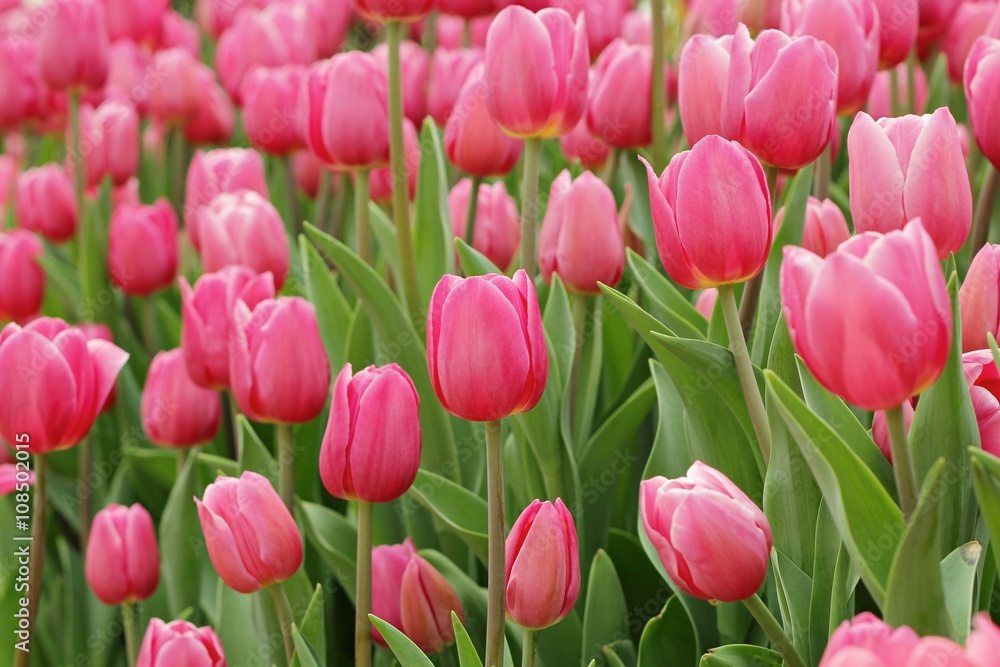 Flowers, tulips,fresh colorful tulips in warm sunlight Flowers, tulips,fresh colorful tulips in warm sunlight