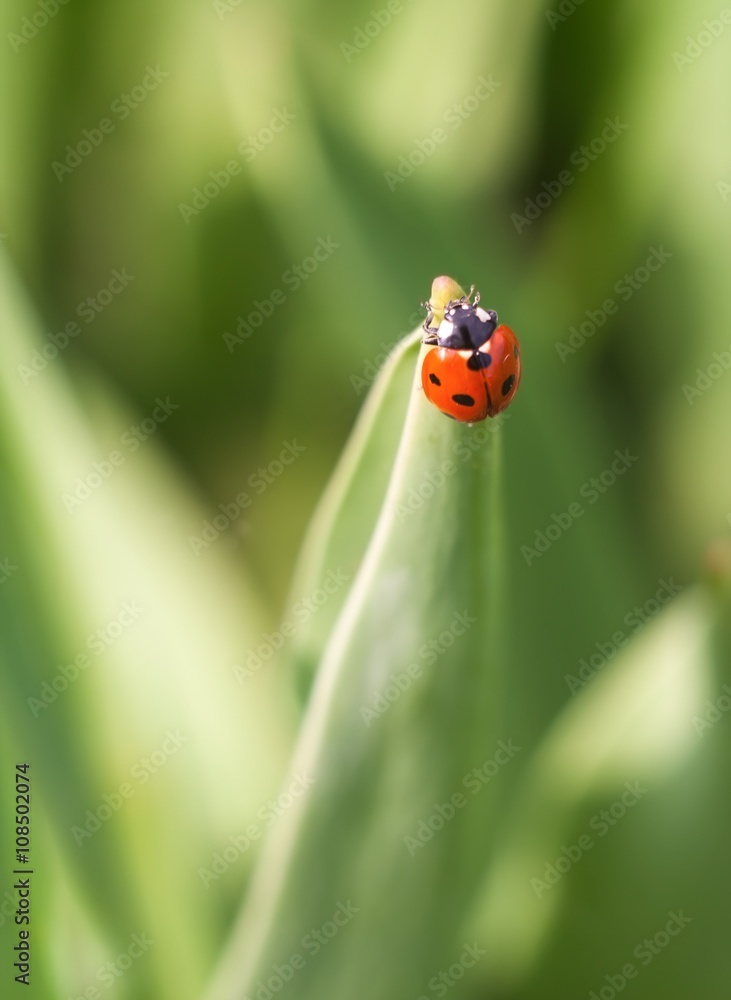 Fototapeta premium Springtime ladybug