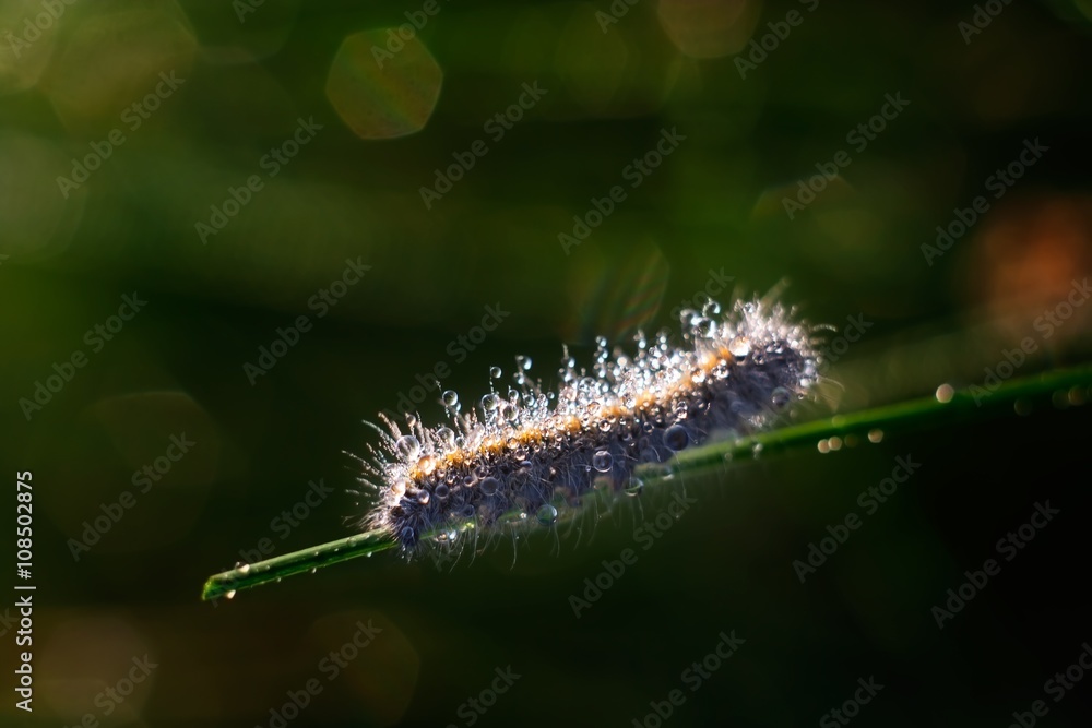 Fototapeta premium Caterpillar sitting on plant leaf