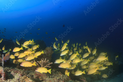 Underwater coral reef with fish in ocean
