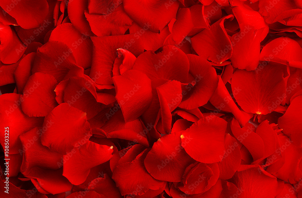 Naklejka premium Rose petals, closeup