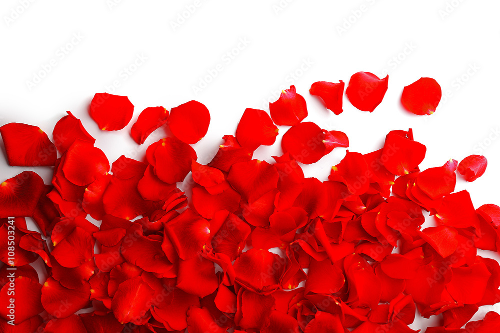 Naklejka premium Red rose petals isolated on white