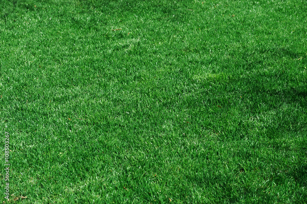 green lawn and real green grass background green lawn and real green grass background