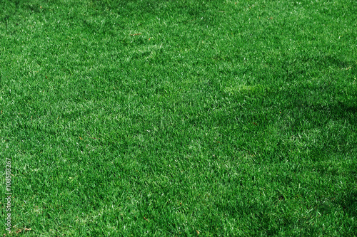 green lawn and real green grass background