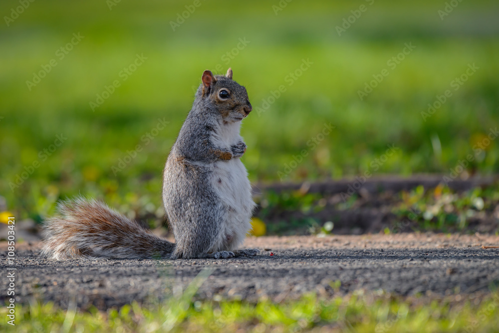 Obraz premium A gray squirrel stands on a lawn attentive to its surroundings.