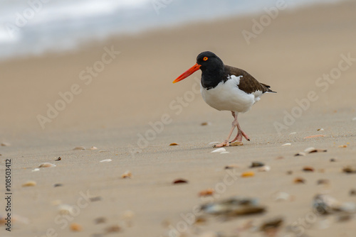 American oystercatcher (Haematopus palliatus) on the ocean coast