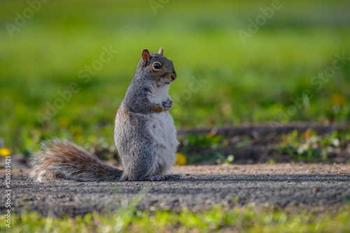 A gray squirrel stands on a lawn attentive to its surroundings.