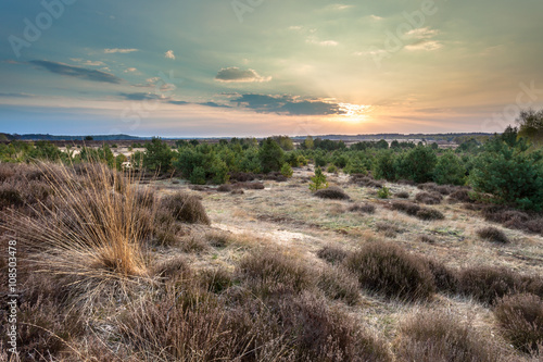 Φωτογραφία Sunset over Heather and Sand on the Veluwe