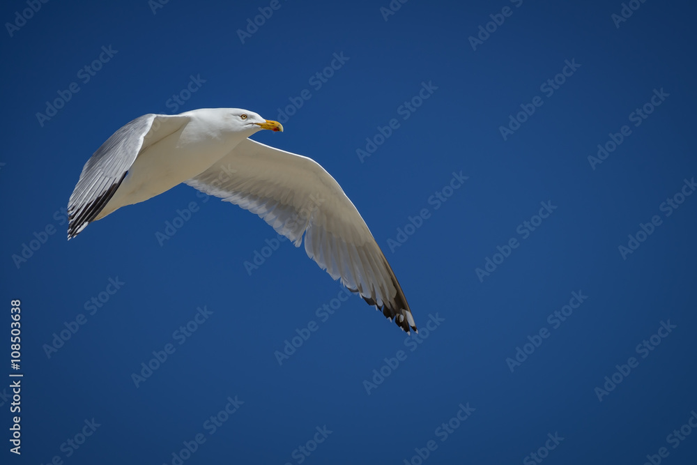 Fototapeta premium Sea gull flying in the blue sunny sky over the coast of atlantic