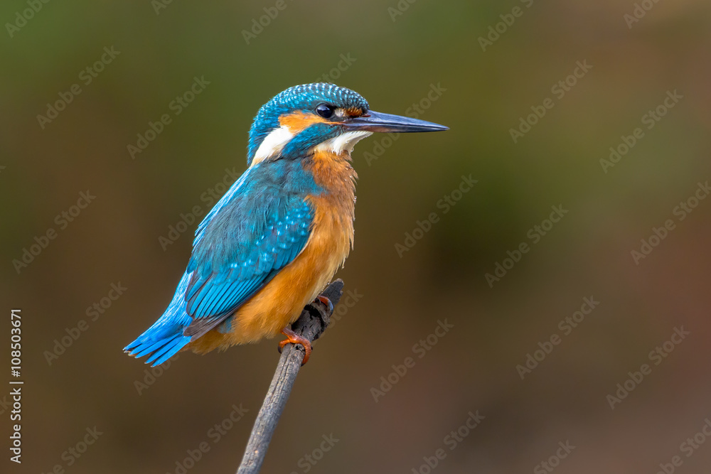 Common European Kingfisher wet Common European Kingfisher wet