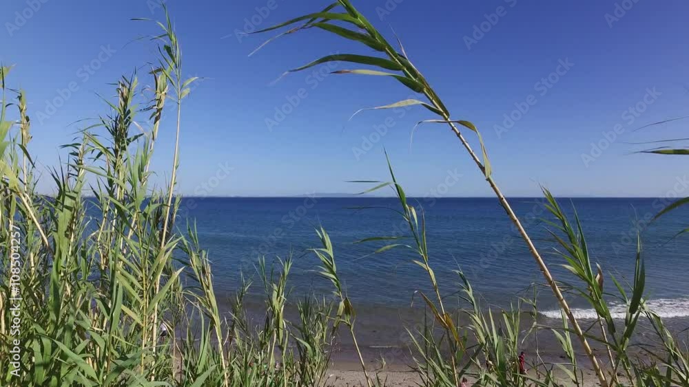Green reeds swaying in the strong wind against ocean Green reeds swaying in the strong wind against ocean