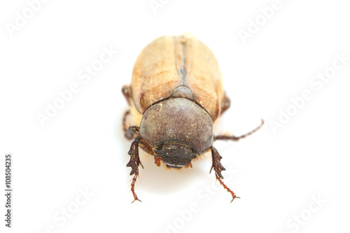 Cockchafer, May bug on white © forest71