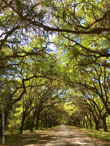 Canopy of live oak trees in Savannah, GA