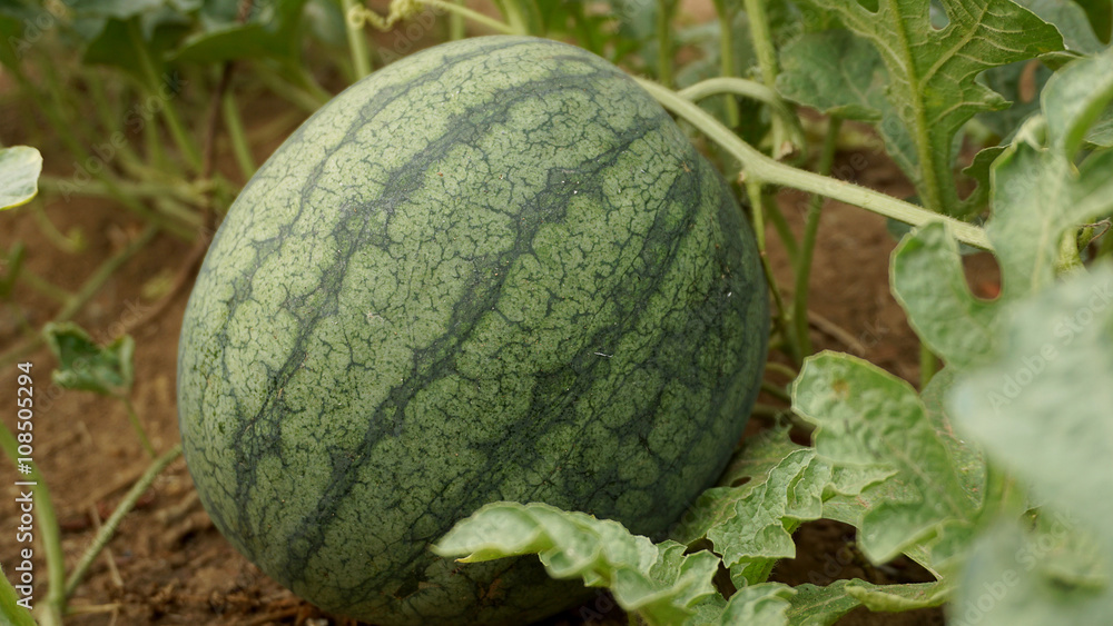 striped watermelon in garden focus on fruit