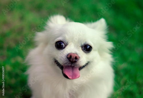 cute white chihuahua dog with tongue out. Smile-like face. Anima