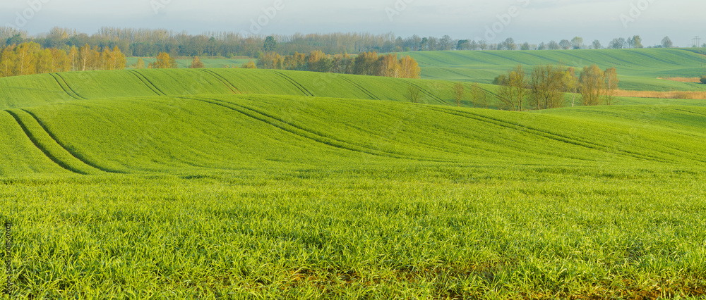 Fototapeta premium pole młodego,zielonego zboża 