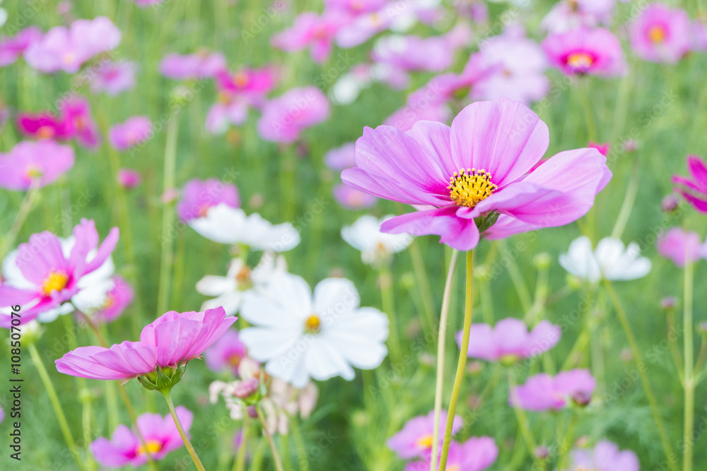 Cosmos flower (Cosmos Bipinnatus) with blur background (Bright Soften Style) Cosmos flower (Cosmos Bipinnatus) with blur background (Bright Soften Style)