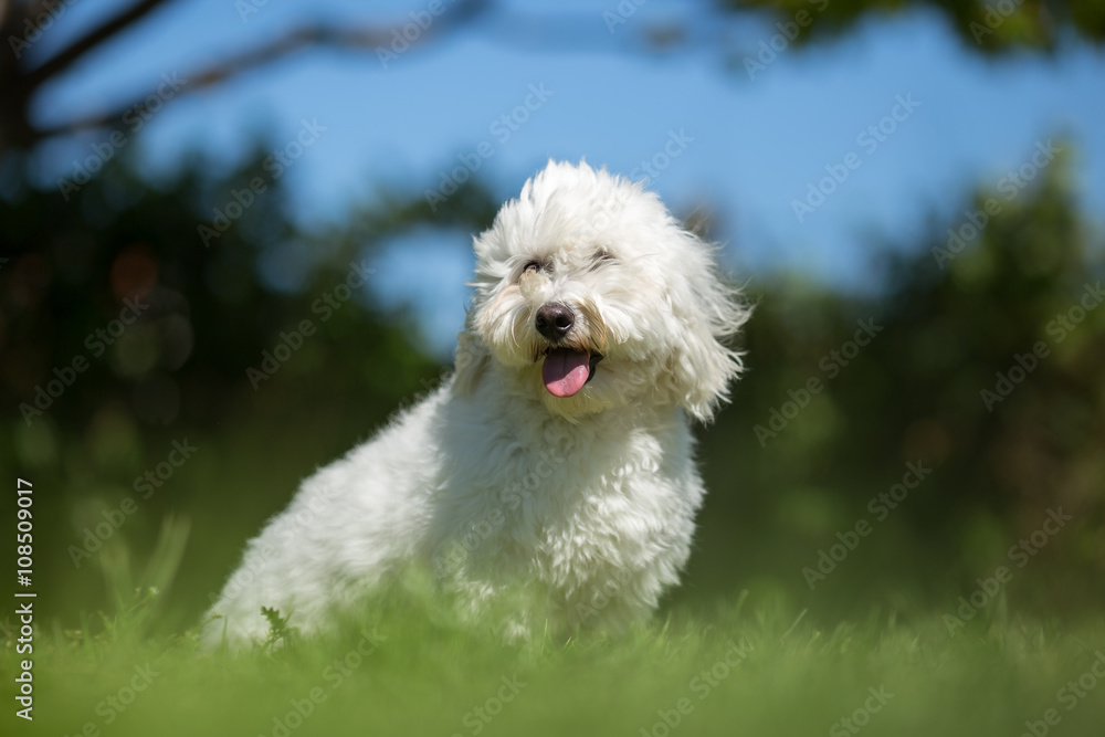 Coton de Tulear dog portrait in garden Coton de Tulear dog portrait in garden